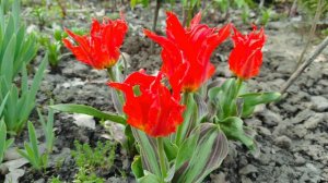 Весенние луковичные и другие первоцветы в нашем саду.Обзор видов и сортов .Часть 2-я.