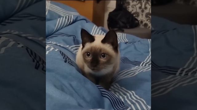 Котенок по имени Гав ❤️ #Моисей #котенокпоименигав #котики #лучшее
