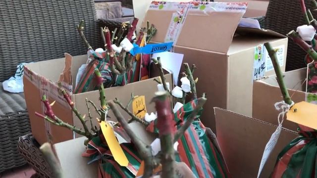 ИНТЕРНЕТ МАГАЗИН КУПИТЬ САЖЕНЦЫ РОЗ. ПОДВОРЬЕ.