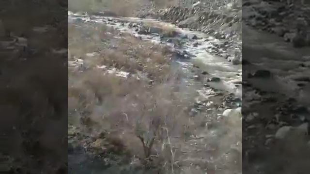 Алабай Жемчуг Кара Юлдуз, 10 месяцев смотреть онлайн