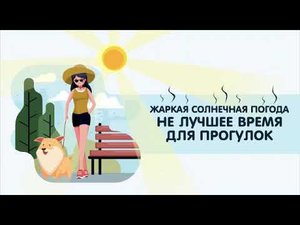 Жара и питомцы