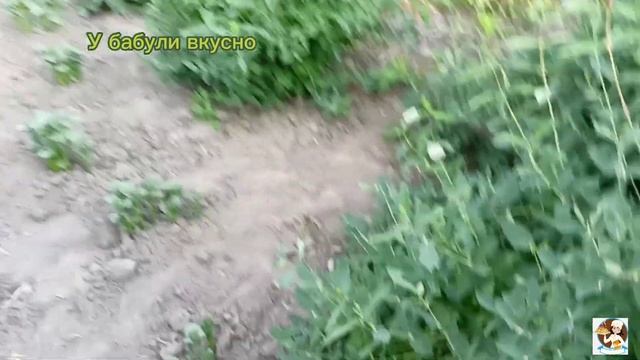 #Новинка#Жимолость,как сохранить свежей до зимы,полезная ягода и вкусная. смотреть онлайн