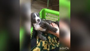 Питбуль и Американский бульдог