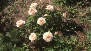 Роза Мария Тереза Mariatheresia 1-ое цветение после посадки/Мариана и Михаил/Life in the village