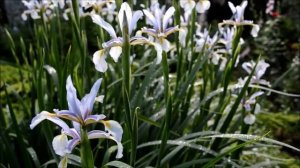 Ирис болотный., неприхотливый многолетник!