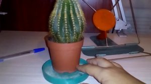 факты про кактус