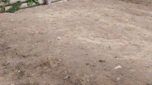 Сериал Мопсы против котов 1 серия | Анимация Мопсы