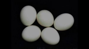 сипу́ха  Обыкнове́нная сипу́ха