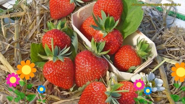 Земляника садовая Дарселект. Краткий обзор, описание характеристик fragaria ananassa