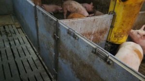 Свинарник на 120голов,плюсы и минусы. Часть 1!