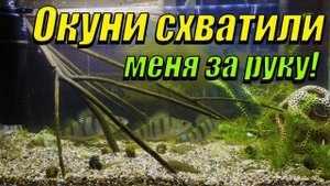 Окуни схватили меня за руку! Кормление диких окуней с рук!