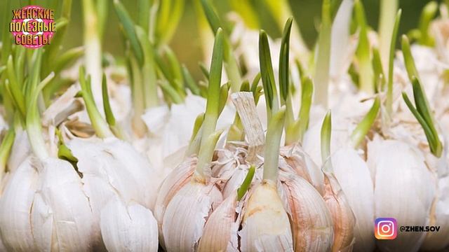 НЕ ПОКУПАЮ ЧЕСНОК - ДОМАШНЕГО ХВАТАЕТ ВЕСЬ ГОД! СЕКРЕТ ИДЕАЛЬНОЙ ГРЯДКИ НА ПОДОКОННИКЕ! смотреть онлайн