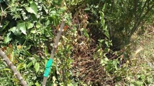 Гранат прививки другими сортами