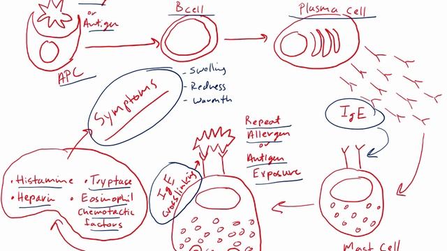 USMLE RX - 5.Гематология и онкология - 1.Анатомия - 12.Тучные клетки