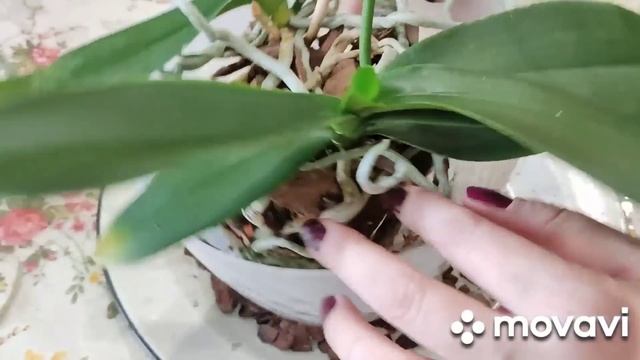 С этого следует начать... Для будущего обильного цветения ?Фитиль, мокрые ножки и горшок с поддоном