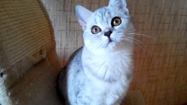 Ловкие быстрые котята,шиншиллы.Шотландские