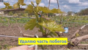 Чтобы урожай радовал, часть побегов на винограде нужно удалить/  Нормировка/ Май 2023