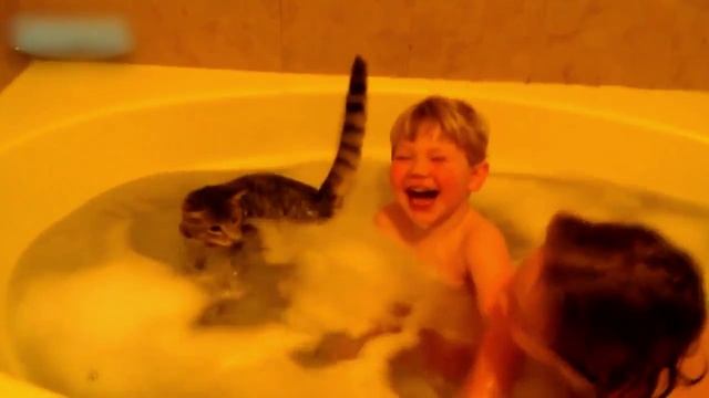 кот водолаз смотреть онлайн