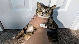 Подборка смешных видео и приколов 299? Лучшие ПРИКОЛЫ 2023