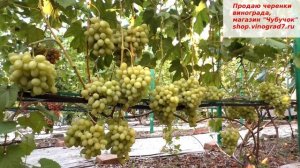 Виноград Ландыш - верное название, его мускат цвветов и ароматов пыльцы крыльев бабочек....