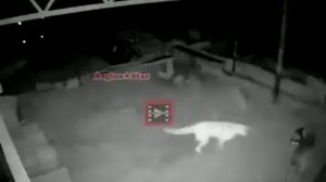 Кангал против волка