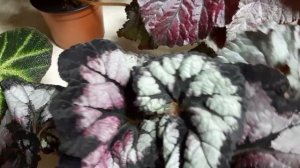 Какой полив предпочитают бегонии