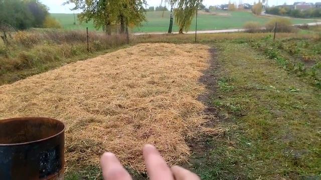 Подготовка малины к зиме. Что стало с моим участком Малины через год. Какие на нее планы.