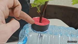 Проращивание и пересадка винограда Римский рубин (Ruby Roman)