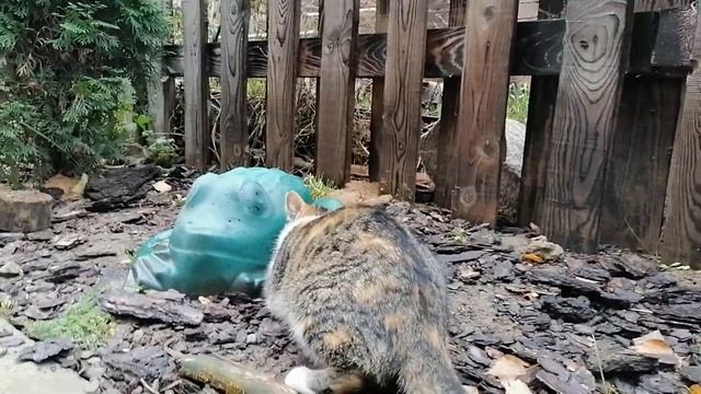 Кошка ловит мышь. смотреть онлайн