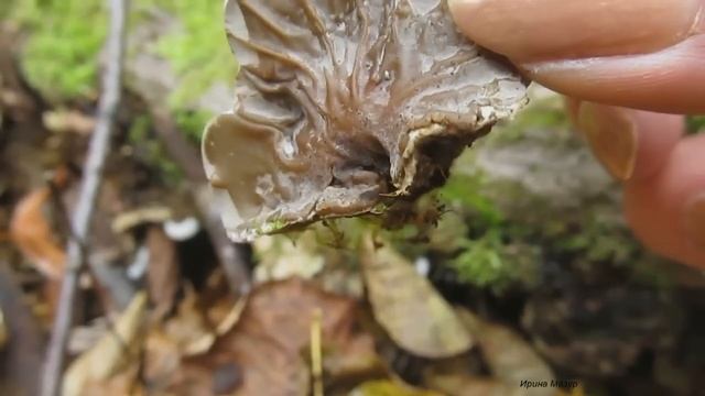 Выживальщикам. Грибы на деревьях в октябре. survival. смотреть онлайн