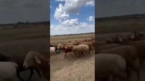 Арашаны маточное поголовье с хозяйства Игоря Стадник, на оценку | 8 952 565-01-71