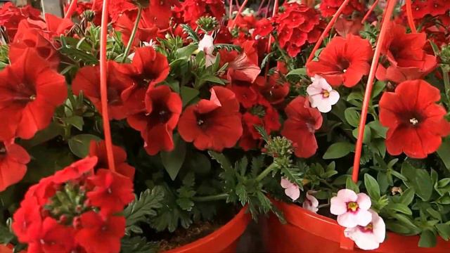 Annuals in hanging pots mix смотреть онлайн