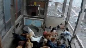 Домашняя Птица Содержание Кормление