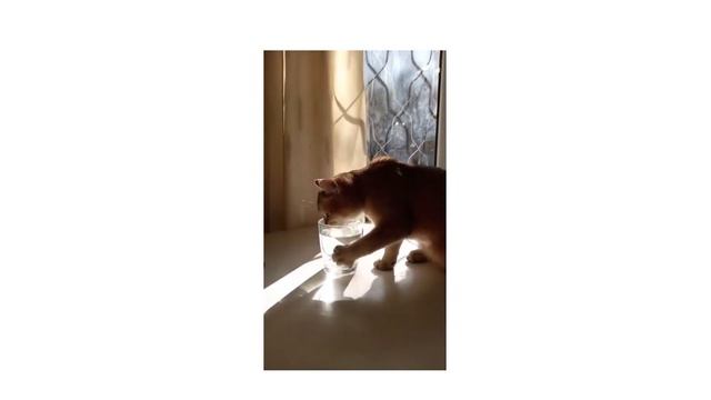 Смешные видео с котами и кошками. Игры котенка. Позитив от Марселя!