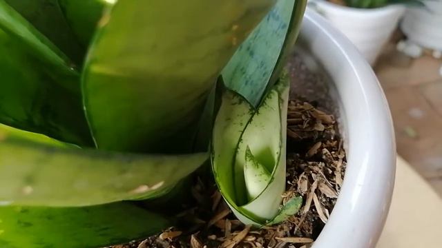 Review sansevieria seafoam, silver hahnii смотреть онлайн