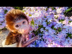 ШИКАРНО смотрится гамадриленыш Люська и кролик Степан в цветах на прогулке!