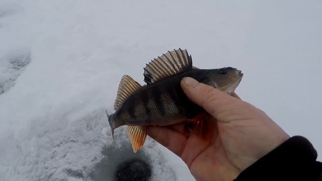 С Новым годом!!! Всё будет хорошо. #Карелия#Рыбалка#Зима#Удача смотреть онлайн