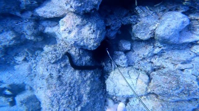 Охота на морских ежей с яхты. Турция 2022 смотреть онлайн