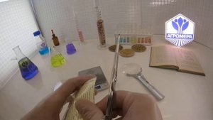 Томат Медовый Вкус. Семена Алтая