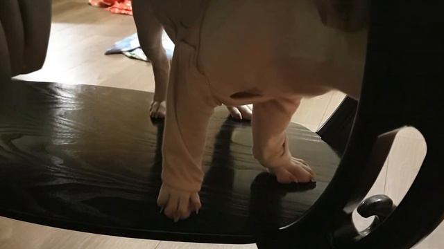 Весёлый щенок попрошайка смотреть онлайн