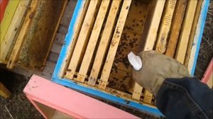 Соединение безматочной семьи весной ! beekeeping