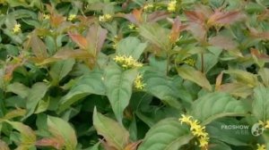 Diervilla - garden plants