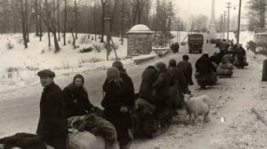 Репортаж "Гатчина в годы оккупации"