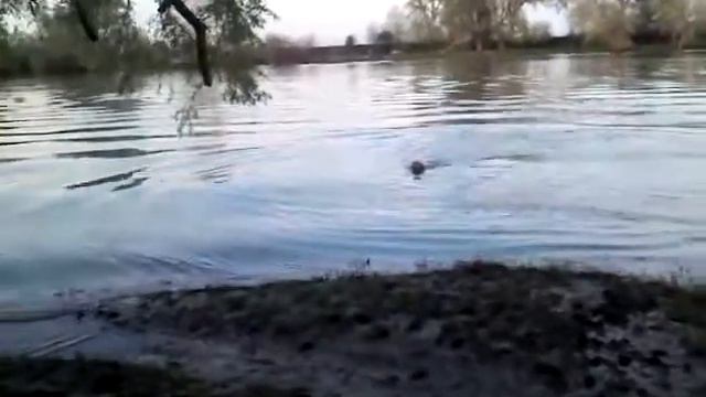 золотистый ретривер Фатсо. Прыгает в воду.