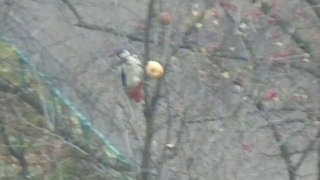 Сбор урожая с помощью птиц смотреть онлайн