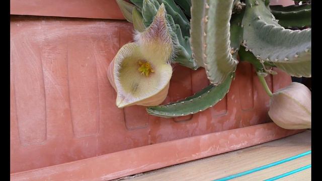 Stapelia Desmetiana Serena - Ibrida - Timelapse Fioritura