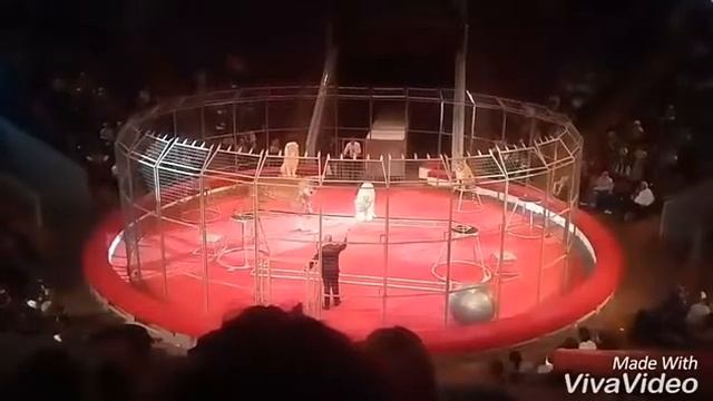 Шоу «Гиганты Африки» в Кемерово! смотреть онлайн