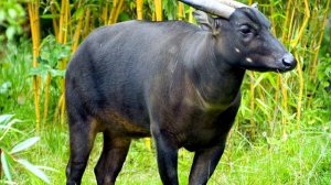 Буйвол - интересные факты