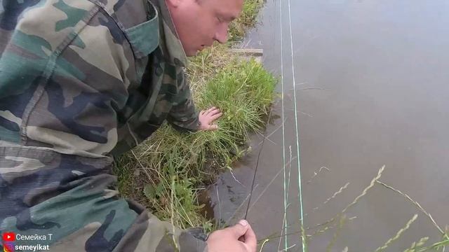 Раки в своём пруду на дачном участке. Запускаем раков в свой пруд. Раки скушали лягушку?