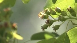 Одна проблема ирги